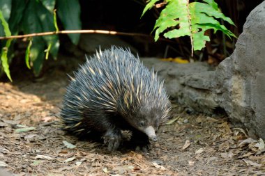 Avustralya 'da kısa gagalı echidna (Taşikardi aculeatus).
