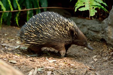 Avustralya 'da kısa gagalı echidna (Taşikardi aculeatus).
