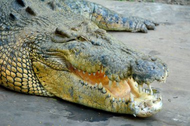 Açık ağızlı tuzlu su timsahı başı (Crocodylus porosus).