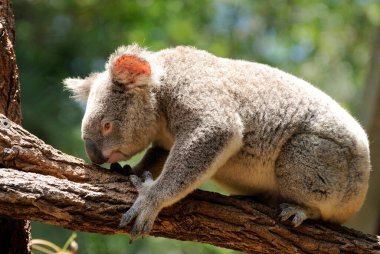 Koala Queensland, Avustralya 'da okaliptüs ağacında oturuyor..