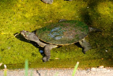 Kreffts Turtle (Emydura macquarii krefftii), Avustralya 'nın Queensland şehrinde bulunan kısa boyunlu bir kaplumbağa türü..