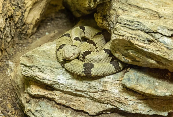 Banded Rock Rattlesnake Crotalus Lepidus Klauberi Entre Rochas — Fotografia de Stock