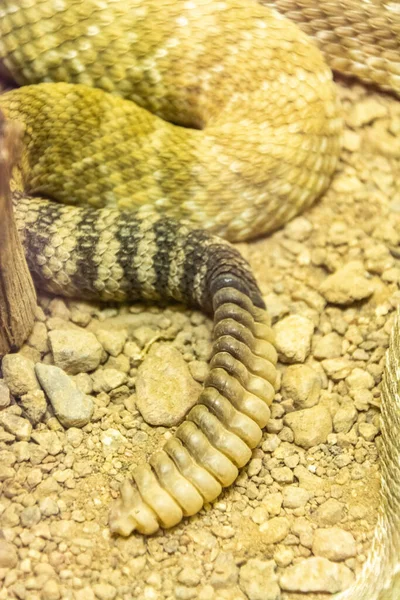 Csörgőkígyó Nyugati Csörgőkígyó Crotalus Atrox Farkán — Stock Fotó
