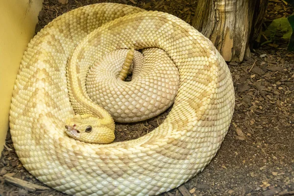 Северо Западная Неотропическая Гремучая Змея Crotalus Simus Culminatus Демонстрирует Аберрацию — стоковое фото