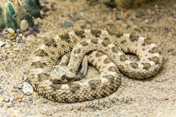 Колорадо Desert Sidewinder Crotalus Cerastes Laterorepens — стоковое фото