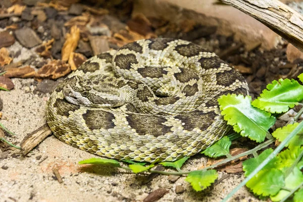 Southern Pacific Rattlesnake Crotalus Prepanus Helleri — Stock Photo, Image