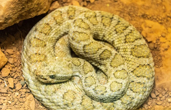 Vette Ratelslang Crotalus Oreganus Concolor — Stockfoto