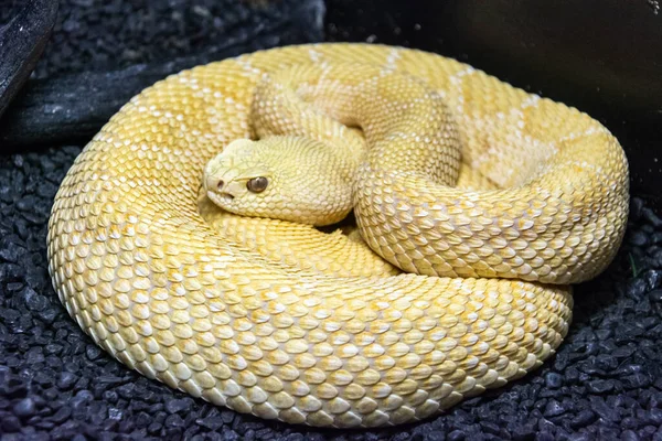 Cascavel Diamondback Ocidental Crotalus Atrox Exibindo Amelanistic Albino Cor — Fotografia de Stock