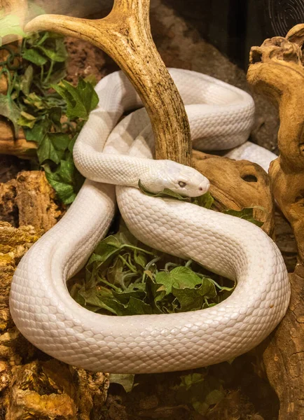 Espécime Branco Leuquístico Texas Rat Snake Elaphe Obsoleta Lindheimerii — Fotografia de Stock