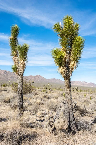 Josué Árvores Yucca Brevifolia Deserto Mojave Califórnia — Fotografia de Stock