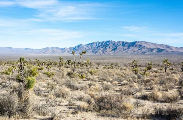 Paisaje Desierto Mojave California — Foto de Stock