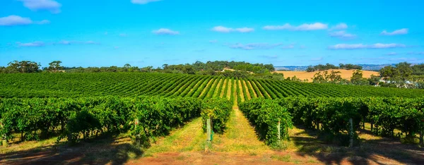 南オーストラリア州のBarossa Valleyのワイナリー — ストック写真