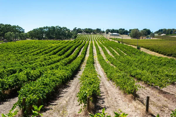 Adega Barossa Valley Austrália Sul — Fotografia de Stock