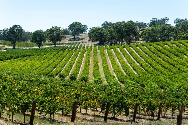 Vinařství Barossa Valley Jižní Austrálii — Stock fotografie