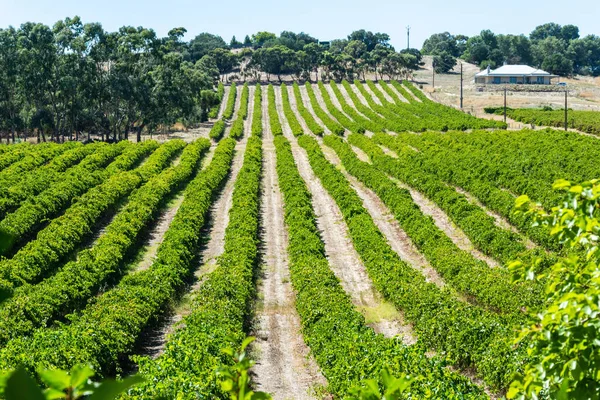 Bodega Valle Barossa Australia Meridional —  Fotos de Stock