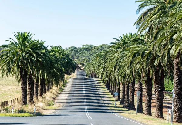 Seppeltsfield Silnice Lemovaná Obrovskými Palmami Barossa Valley Jižní Austrálie — Stock fotografie