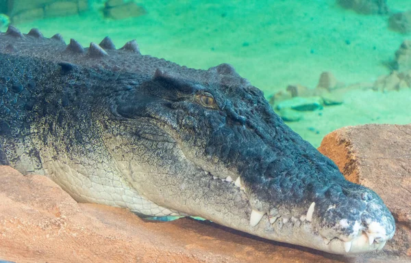 Szef Australijskiego Krokodyla Słodkowodnego Crocodylus Porosus — Zdjęcie stockowe