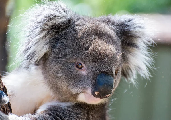 Porträt Eines Koalas — Stockfoto