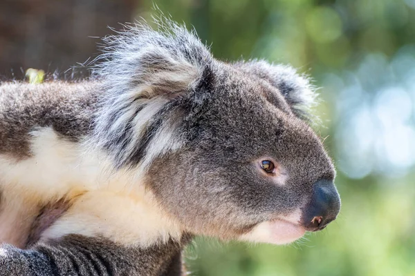 Retrato Koala — Fotografia de Stock