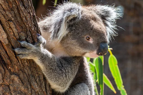 Koala Eukalyptu Strom Austrálii — Stock fotografie