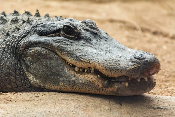 Szef Amerykańskiego Aligatora Alligator Mississippiensis — Zdjęcie stockowe