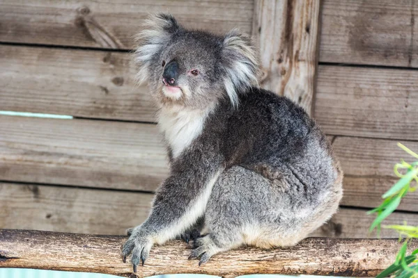 Koala Phascolarctos Cinereus Zoológico Australiano —  Fotos de Stock