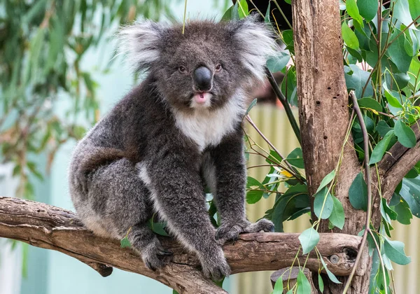 Koala Phascolarctos Cinereus Zoológico Australiano — Fotografia de Stock