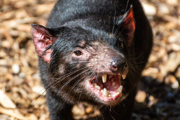 Tasmanian devil (Sarcophilus harrisii) with open mouth.