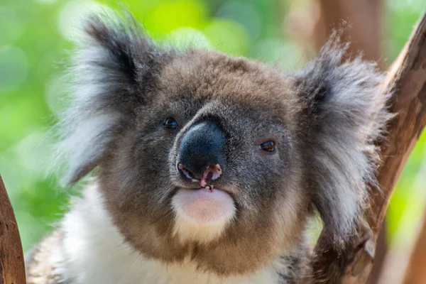 Porträt Eines Koalas — Stockfoto