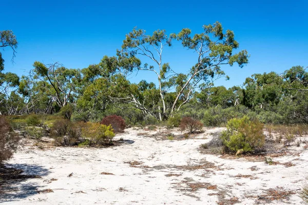 Victoria Avustralya Daki Little Desert Ulusal Parkı Nda Manzara — Stok fotoğraf