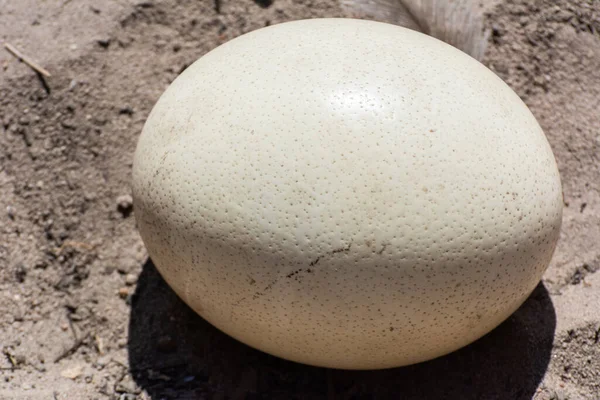 Huge Ostrich Struthio Camelus Egg — Stock Photo, Image