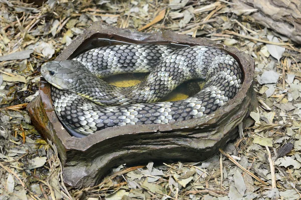 Keleti Tigris Kígyó Notechis Scutatus Scutatus Egy Mérges Kígyó Található — Stock Fotó