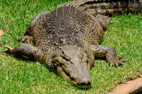 Krokodyl Słonowodny Crocodylus Porosus Zielonej Trawie — Zdjęcie stockowe