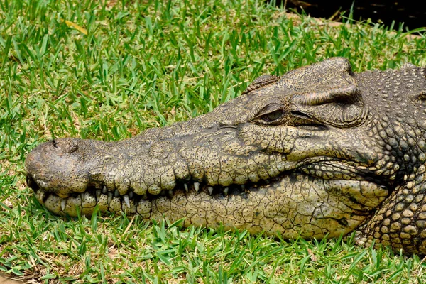 Krokodyl Słonowodny Crocodylus Porosus — Zdjęcie stockowe