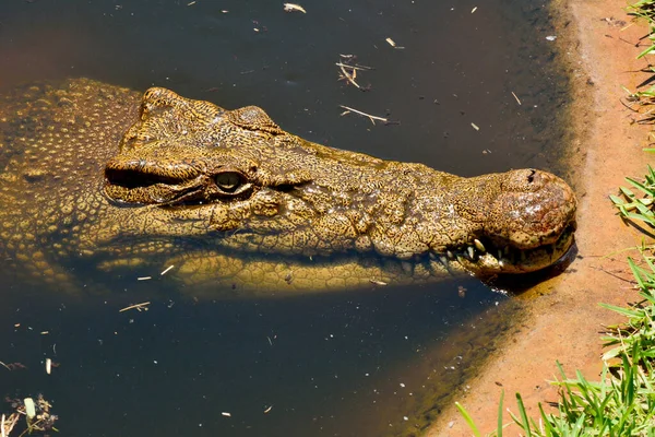 Krokodyl Słonowodny Crocodylus Porosus — Zdjęcie stockowe