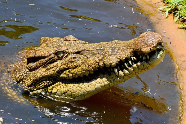 Głowa Krokodyla Słonowodnego Crocodylus Porosus Bez Wody — Zdjęcie stockowe