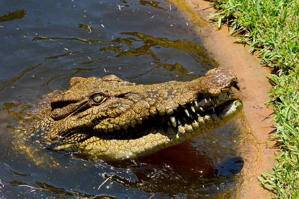 Głowa Krokodyla Słonowodnego Crocodylus Porosus Bez Wody — Zdjęcie stockowe