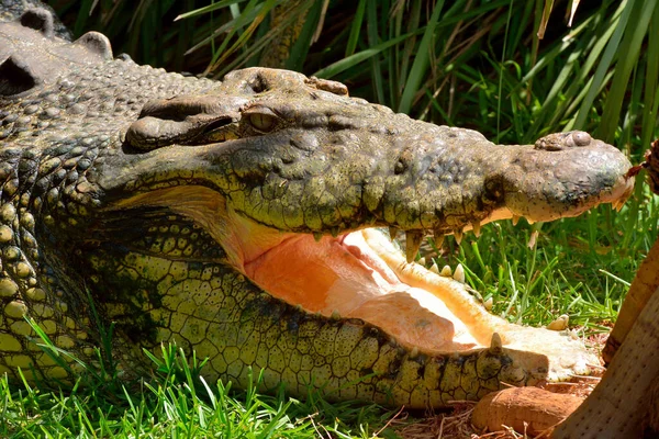 Krokodyl Słonowodny Crocodylus Porosus Otwartymi Ustami — Zdjęcie stockowe