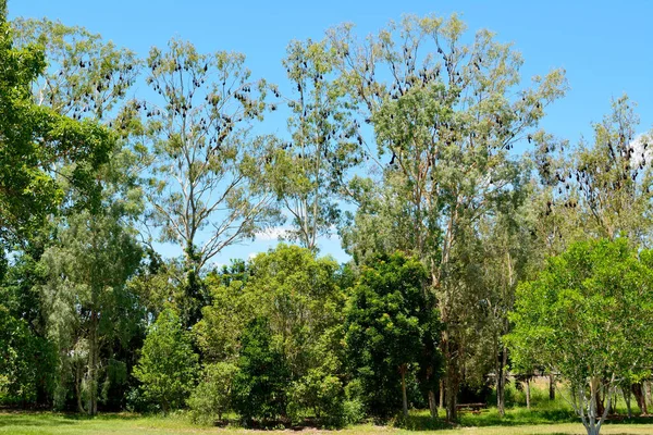 Queensland Avustralya Yüzlerce Uçan Tilki Pteropus Alecto Bulunan Ağaçlar — Stok fotoğraf