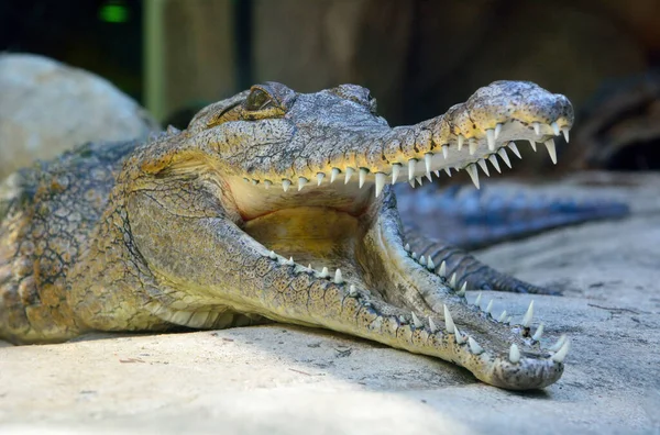 Głowa Krokodyla Słodkowodnego Crocodylus Johnsoni Otwartymi Ustami — Zdjęcie stockowe