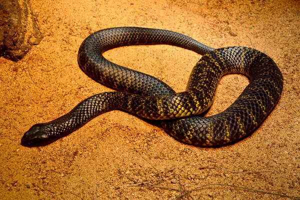 Черная Тигровая Змея Notechis Ater Humphreysi Коричневом Песке — стоковое фото