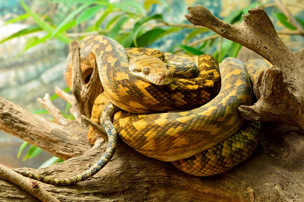 Scrub Python Morelia Kinghorni Legnagyobb Kígyó Található Ausztráliában — Stock Fotó