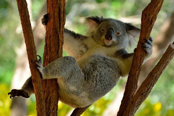 Divertido Koala Descansando Sobre Eucalipto Queensland Australia —  Fotos de Stock