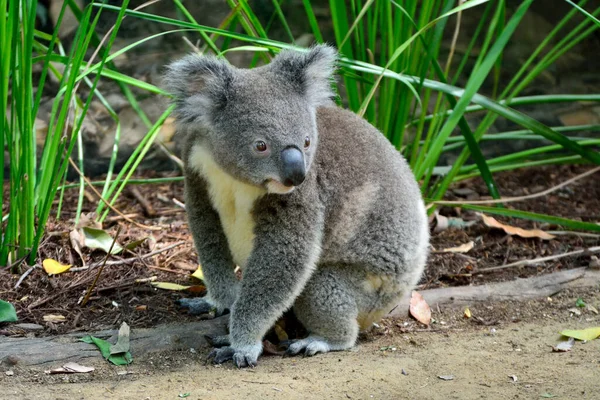 Koala Κάθεται Στο Έδαφος Στο Queensland Αυστραλία — Φωτογραφία Αρχείου