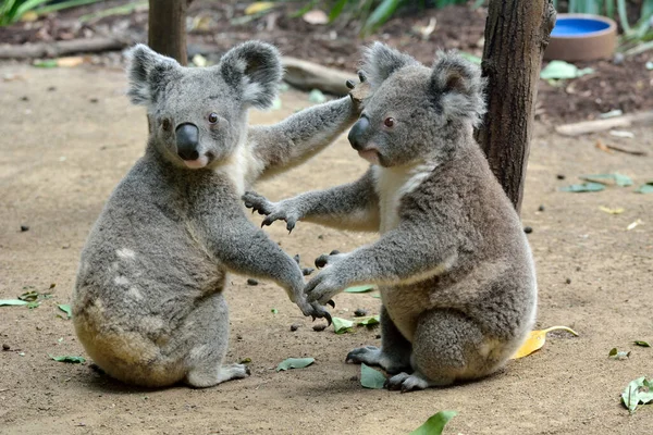 Two Koalas Sitting Ground Queensland Australia — Stock Photo, Image