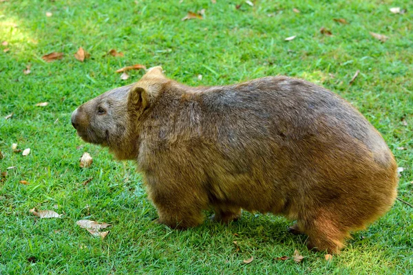 Wombat Grönt Gräs Australien — Stockfoto