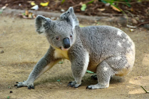 Koala Caminando Por Suelo Queensland Australia —  Fotos de Stock