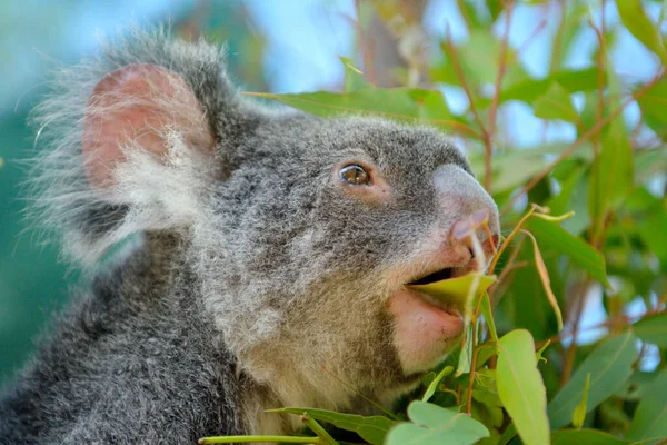 Koala Comendo Folhas Eucalipto Queensland Austrália — Fotografia de Stock
