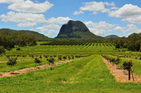 View Mountain Tibrogargan Garden Nursery Glass House Mountains Region Queensland — Stock Photo, Image