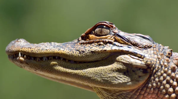 Close Cabeça Crocodilo Água Doce Crocodylus Johnsoni — Fotografia de Stock